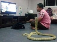 Güneydoğu Asya’da kimliği bilinmeyen bir adam, ölen kız arkadaşının ruhunu taşıdığına inandığı için üç metre uzunluğundaki bir kobra yılanı ile evlendi.