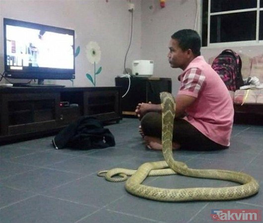 Güneydoğu Asya’da kimliği bilinmeyen bir adam, ölen kız arkadaşının ruhunu taşıdığına inandığı için üç metre uzunluğundaki bir kobra yılanı ile evlendi.
