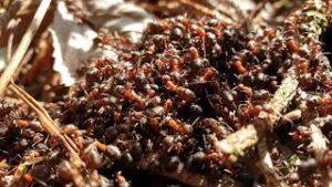 Karıncaların Dünyası